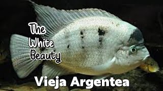 MASKAHEROS ARGENTEUS  VIEJA ARGENTEA CICHLID [upl. by Ettenoitna]