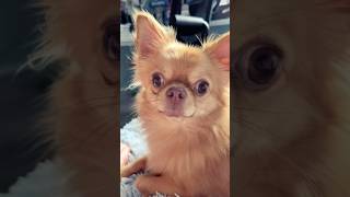 Chihuahua my Love💕 pets dog funnydog [upl. by Natek185]