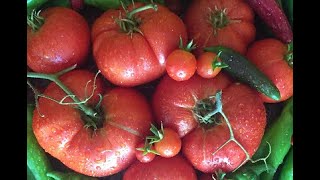 7 gardeningtips growingtomatoes southerncaliforniagardening gardeningtips gardeningideas [upl. by Valdas]