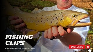 Fly Fishing for Brown TROUT [upl. by Yclehc311]