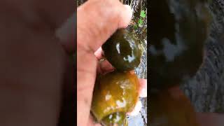 Snails picking by hand in the flood areas  Big snail 🐌 applesnail naturelovers nature [upl. by Annoek]