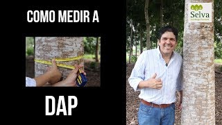 Como medir a DAP Diametro à altura do peito fácil e rápido [upl. by Enyleve]