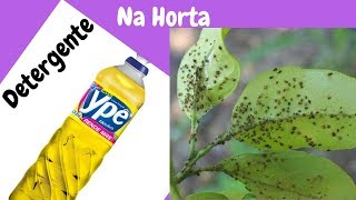 Plantas Medicinais para Plantar em Casa Saúde e Alegria com Sandra Regina [upl. by Ycnaffit113]