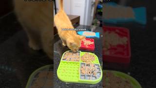 Clementine 🍊 is a relentless menace 😹 orangecat catthings lifewithcats funnycatvideos kitten [upl. by Acsehcnarf538]