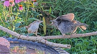 Huge Size Difference Tiny Wren Mom Feeds Big Baby Cowbird [upl. by Anecusa868]