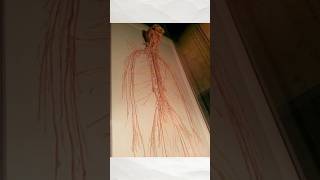 The Real Bodies Nervous System shorts bodies nervoussystem [upl. by Esiralc]