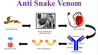 What is Anti Snake Venom Serum  Anti Snake Venom  Snake Bite Treatment  ASVS [upl. by Murat307]