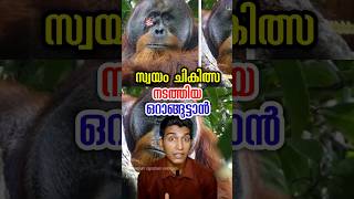 സ്വയം ചികിത്സ നടത്തി വൈറലായ ഒറാങ്ങുട്ടാൻ famous rakus orangutan malayalam [upl. by Malvin632]