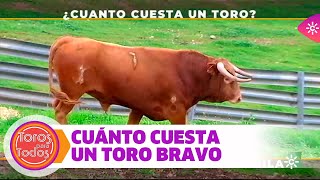 ¿Cuánto dinero cuesta un toro bravo [upl. by Ahseneuq]