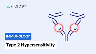 AntibodyDependent CellMediated Cytotoxicity Type II Hypersensitivity Reaction [upl. by Didier]