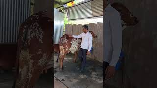 Gir Cow farm 👌 with Pedigree line milk line cow [upl. by Acinad]