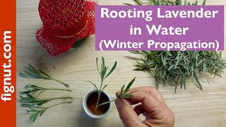 Rooting Lavender in Water Winter Propagation [upl. by Montana177]