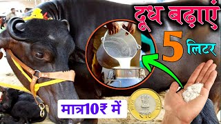 ✌️10₹ में दूध बढ़ाएं  गाय भैंस का दूध बढ़ाने का फार्मूला👌bhains ka dudh badhane ka tarikavets club [upl. by Ericka311]