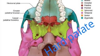 Embryology model for Hard palate formation [upl. by Netsuj78]