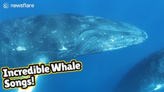 Stunning audiovisual recording of humpback whales singing [upl. by Enorahs]