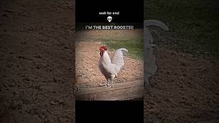 Best Rooster🐓roosterroostervoce [upl. by Luapnoj]