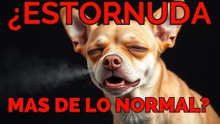 ESTORNUDOS en Perros ¿DEBO PREOCUPARME [upl. by Aidnahs]