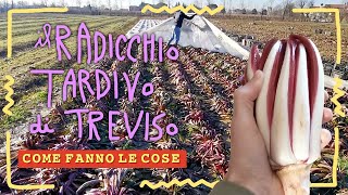 Come fanno IL RADICCHIO TARDIVO DI TREVISO [upl. by Notnerb255]