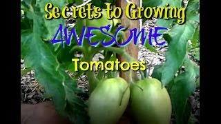 Secrets to Growing AWESOME Tomatoes [upl. by Aanas441]