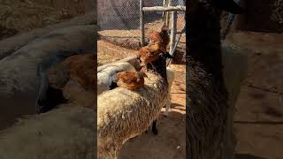 viralvideo chikenvideo ratzonfarm [upl. by Riccio]