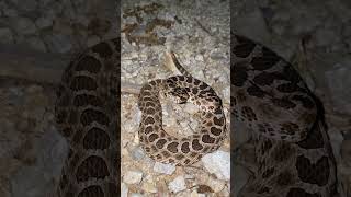 rattlesnake oklahoma creepycrawly massasauga Western Massasauga Rattlesnake in Oklahoma [upl. by Ydissak]