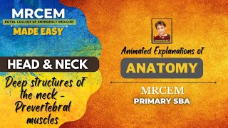 Anatomy in Animation  Deep structures of the neck  Prevertebral muscles [upl. by Noslen]