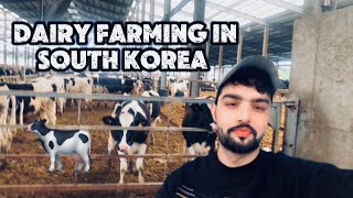 Dairy Farm work in south korea southkorea e9visa pakistan [upl. by Lala]