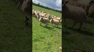 How Single Dogs Can Herd Giant Groups of Sheep shorts [upl. by Adnamas193]