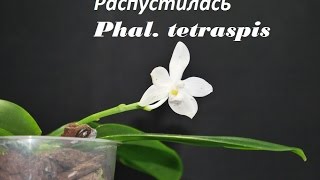 Орхидея Распускается орхидея Phal tetraspis от Schwerter [upl. by Ennazus39]