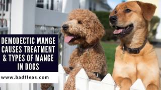 Demodectic Mange Causes Treatment amp Types Of Mange In Dogs [upl. by Anirda]