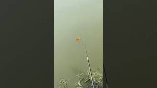 রড়শি দিয়ে মাছ ধরা🎣 hook fishing  fishing fish pondfishing hookfishing fishingtechniques [upl. by Reiser505]