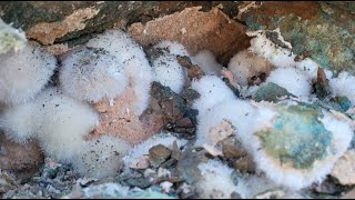 Discovering a Rare Snowball Mordenite Crystal Pocket in India [upl. by Ettenyl295]