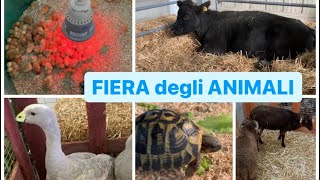 FIERA degli ANIMALI di FORLI  TANTI ANIMALI AVICOLI ORNAMENTALI CONIGLI RETTILI e TANTO ALTRO [upl. by Howe367]