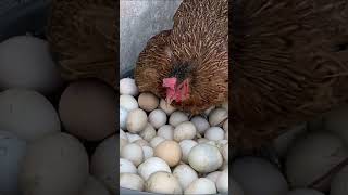 Can A Broody Hen hatched 100 Eggs  Experiment [upl. by Suhcnip]