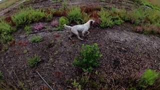 petite ouverture chasse petit gibier faisans au setter anglais sud gironde [upl. by Ynnot]