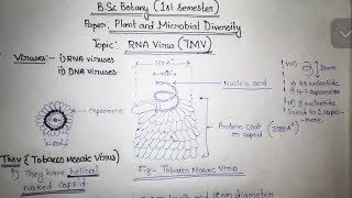 RNA Virus TMV Virus  Tobacco Mosaic Virus  BSc Botany Notes  Gauhati University [upl. by Enobe]