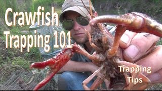 How to Catch Crawfish 101 w Gees TrapExtender [upl. by Tibbetts900]