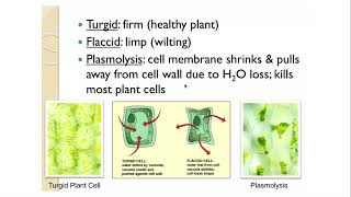 AP Bio 28 Tonicity and Osmoregulation Dr Joseph [upl. by Giacamo]