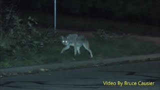 Watch Your Dog Coyote [upl. by Sum]