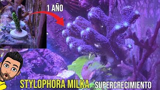 Stylophora Milka  Crecimiento en 1 año  Esquejado del coral [upl. by Dagney]