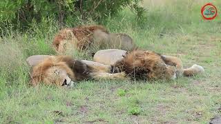 Brotherly Love  Lion Siblings Reunite in an Incredible Wildlife Encounter [upl. by Karena32]