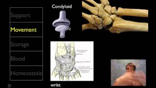 The Skeletal System [upl. by Atsyrt]