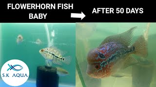 Flowerhorn fish baby after 50 days Tamil  SK Aqua  SK Aquatic [upl. by Rihana]