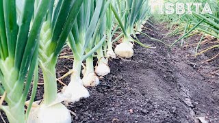 Como Plantar Cebollas Paso a Paso En El HuertoCebolla Fresca TempranaSembrar CebollasFinca DB [upl. by Oilime]