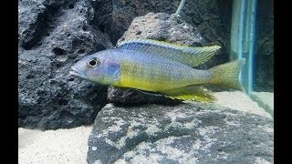 Stigmatochromis pleurospilus breeding [upl. by Neelac116]