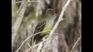 Great Crested Flycatcher Calling  Bird Sounds [upl. by Tewell]