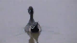 10 Most Common Ducks in Britain [upl. by Andras175]