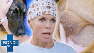 Mysterious Enlarged Testicle Found On Puppy 😨  Bondi Vet Clips  Bondi Vet [upl. by Erline]