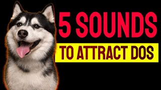 5 Sounds to ATTRACT DOGS Attention Make Dogs Go Crazy [upl. by Ellehcor56]