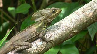 Basiliscus vittatus Brown basilisk  Basilisco o Charancaco male  macho Video 02 [upl. by Melisa]